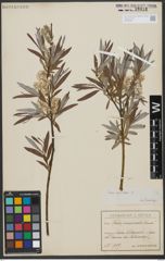 Foto von Salix viminalis L.